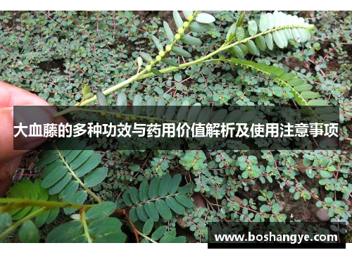 大血藤的多种功效与药用价值解析及使用注意事项